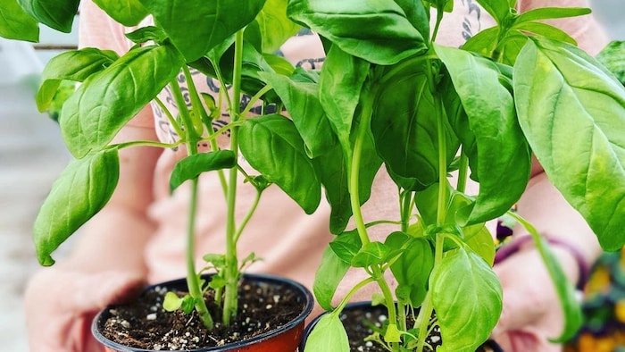 Des plants de basilic dans des mains.
