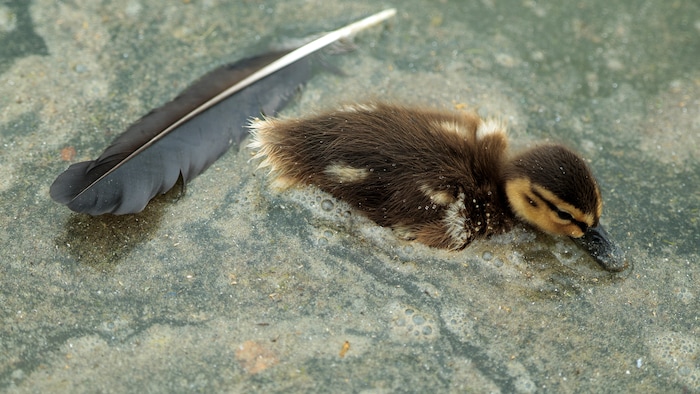 Un canard barbotte dans une eau verte et mousseuse.