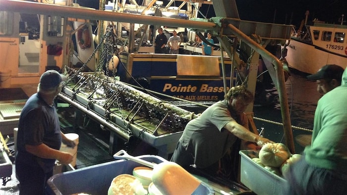 Des pêcheurs de pétoncles rentrent au quai de Cap-aux-Meules avec leurs prises du jour.