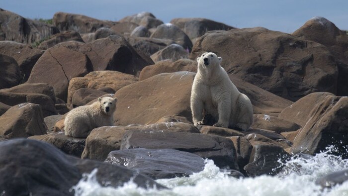 New study reveals link between climate change and polar bear lactation