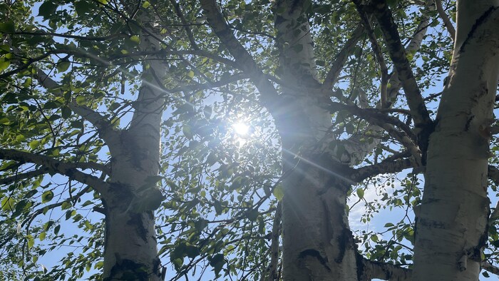 Le soleil brille au travers des arbres.
