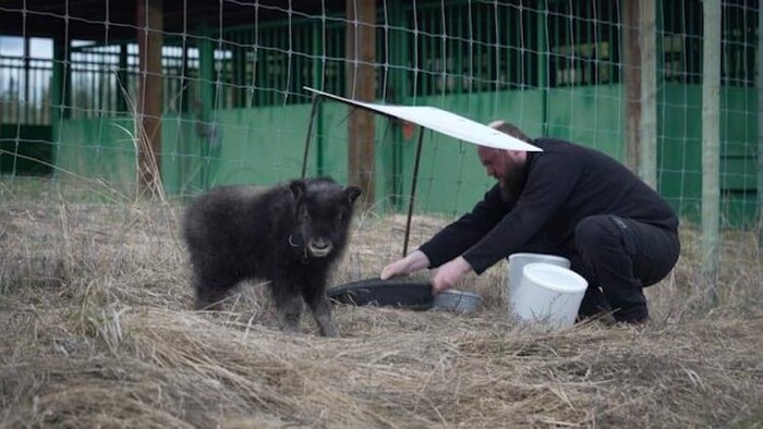 Un bébé bœuf musqué et son soigneur.