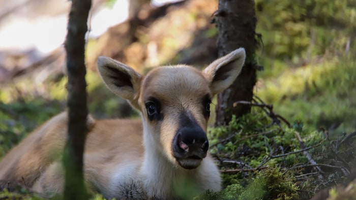 A baby caribou lies in the forest.