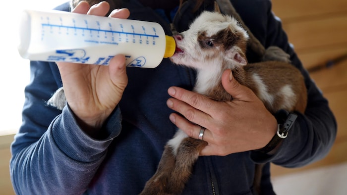 Un bébé chèvre est dans les bras d'une femme et boit dans un biberon.