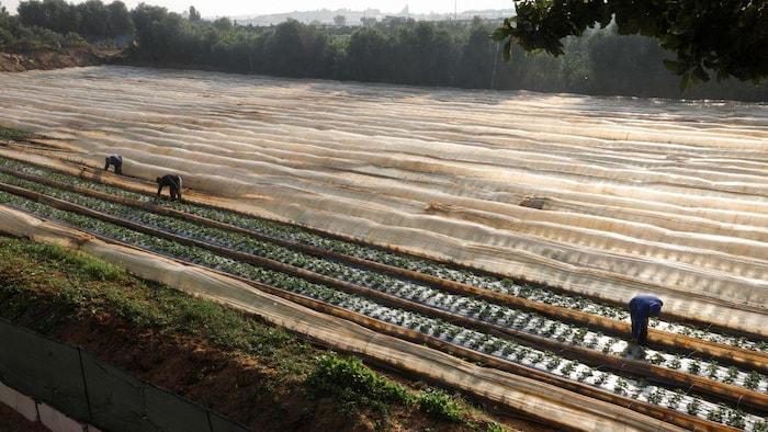Des agriculteurs palestiniens préparent un champ de fraises.