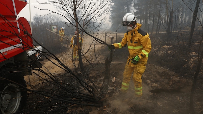 Des pompiers interviennent près d'arbres calcinés.