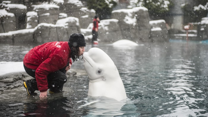 Aurora et une membre de l'équipe de l'Aquarium de Vancouver en décembre 2014.