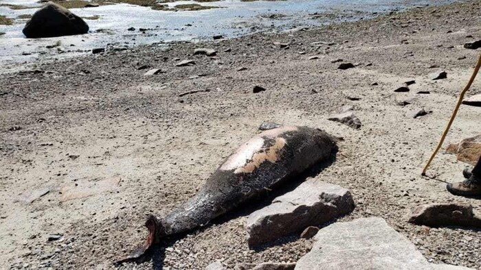 Une carcasse de baleine échouée sur une plage.