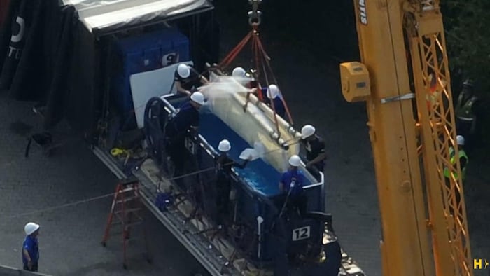 Un béluga est descendu dans un petit bassin installé sur un camion à l'aide d'une élingue et d'une grue.