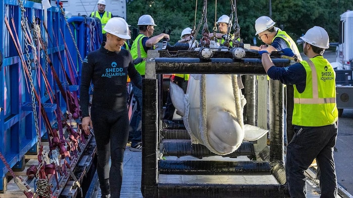 Un béluga est déplacé le long d'un quai dans une élingue de transport par le personnel de l'aquarium Shedd.