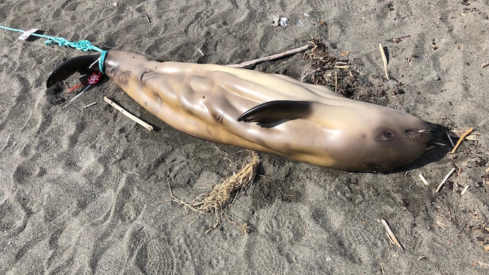 Une carcasse de jeune béluga repose sur une plage.