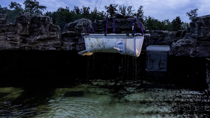 Un béluga est soulevé lors d’un bassin artificiel avant d’être chargé sur un camion à l’aide d’une sorte de hamac.