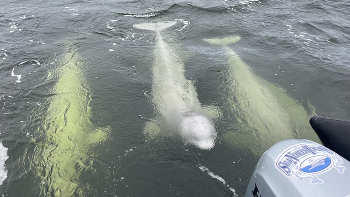 Des bélugas s'approchent d'un bateau de touristes.