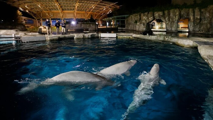 Trois bélugas dans une piscine.