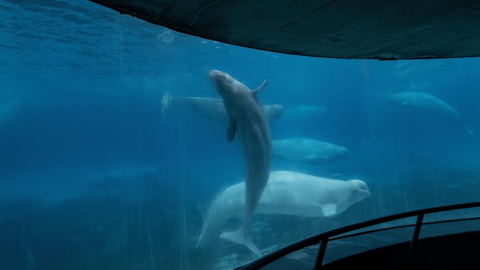 Des bélugas nagent dans un aquarium au parc animalier Marineland le 9 juin 2023. 