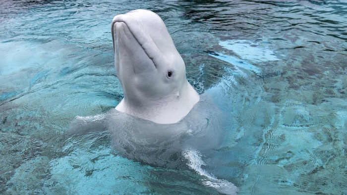 Un béluga nage dans un bassin de Marineland avant son transfert vers un aquarium aux États-Unis.