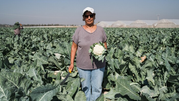 Hanna Nahmany Levy tient un chou-fleur d'une main et un couteau de l'autre au milieu d'un champ.