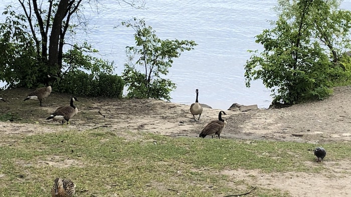 Des bernaches, un canard et un pigeon sur le bord d'un lac.