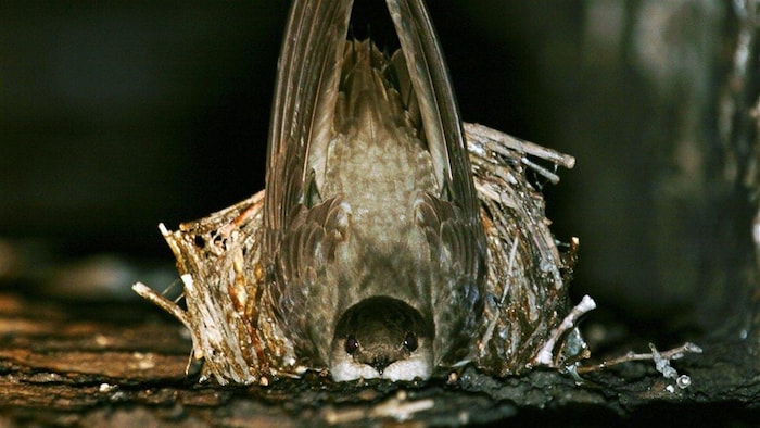 Un oiseau qui semble à l'étroit dans un nid qui est collé à la brique.