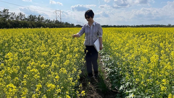 Bifang Cheng est debout entre deux parcelles de plants de moutarde.