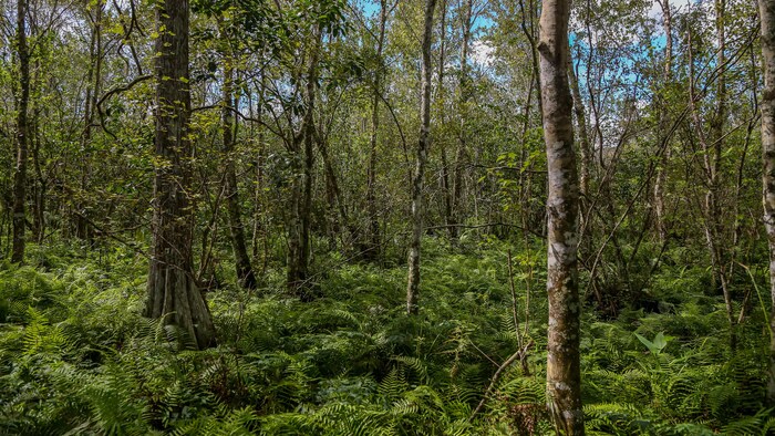 Vue de la végétation.