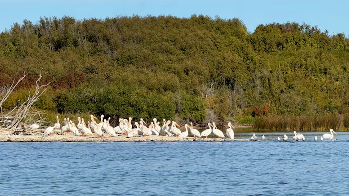 Des pélicans sur la rive d'un lac avec des arbres derrière eux.