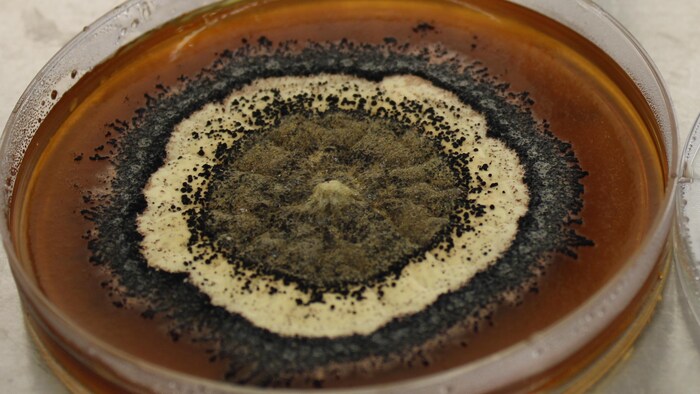Culture d'un champignon marin dans une boîte de Petri.
