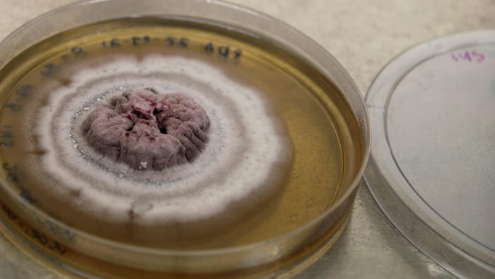Un mycélium en culture dans une boîte de Petri.