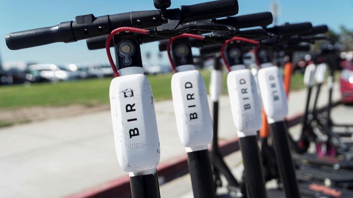 Les guidons de plusieurs trottinettes électriques stationnées en rangée, en plein air, avec le mot «Bird» bien visible sur le véhicule.