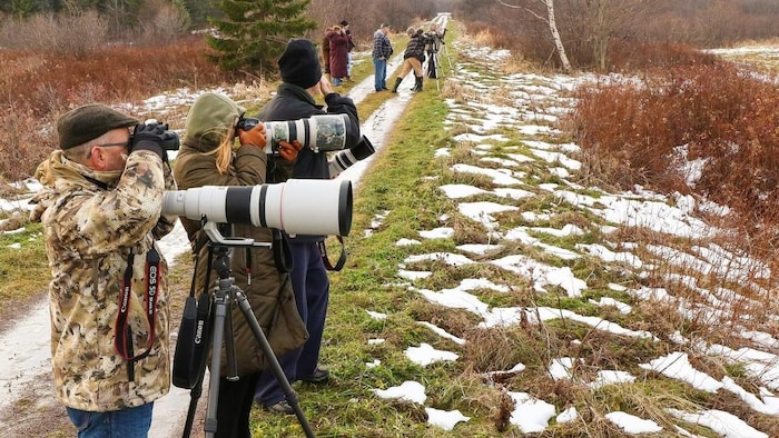 Birders line up on a snowy lane near a sparse forest with their large focus lenses and binoculars.