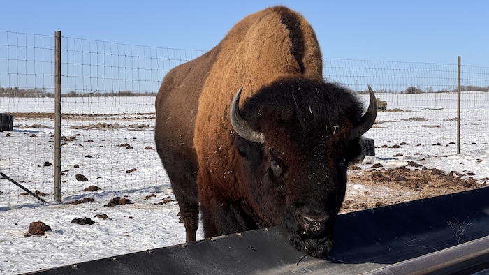 Un bison dans une ferme en Alberta.