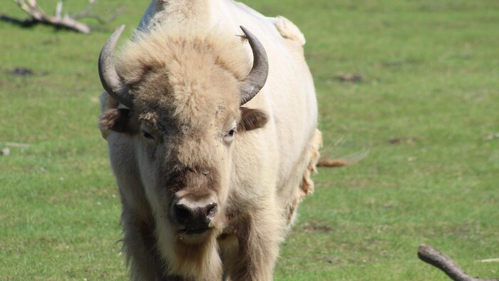 Blizzard le bison blanc.