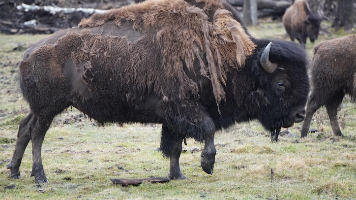 Un bison au centre de villégiature Cedar Meadows à Timmins.