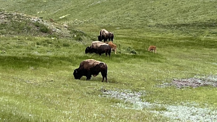 Cinq bisons broutent dans l'herbe. 