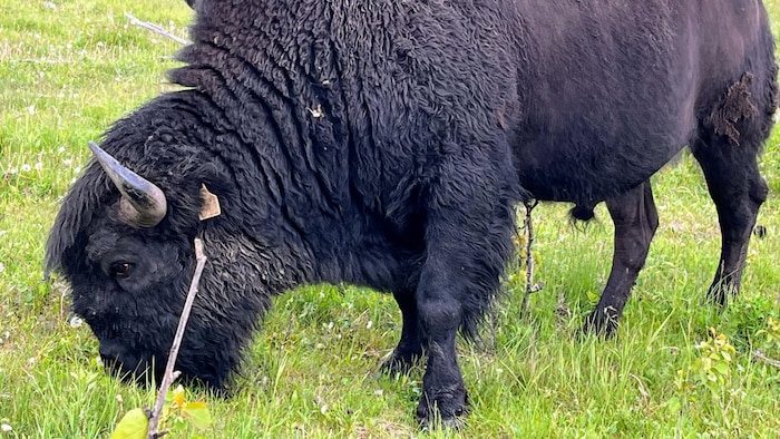 Deux bisons dans un pré. 