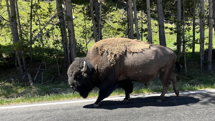 Un bison marche sur une route. 