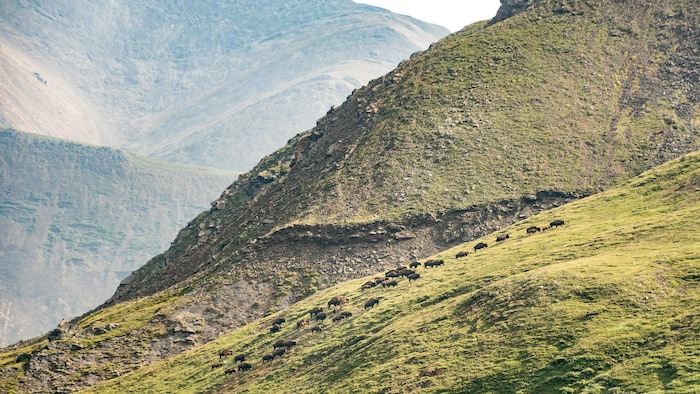 Des bisons à flanc de montagne. 
