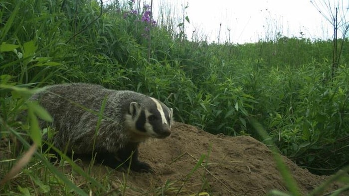 Un blaireau dans des herbes hautes en été.