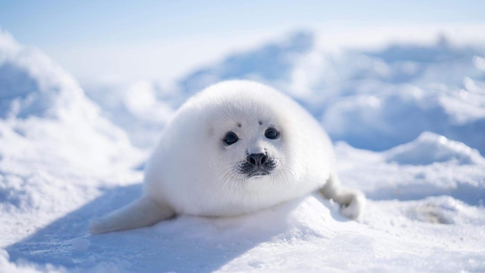 Un blanchon sur la banquise, de face.