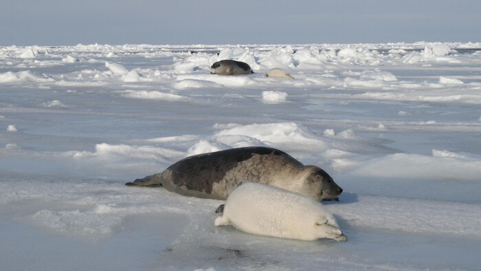 Un blanchon et un phoque adulte sur la banquise.