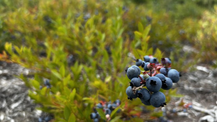 Une photo en gros plan d'une grappe de bleuet. Photo prise dans les terres de la Péninsule acadienne.