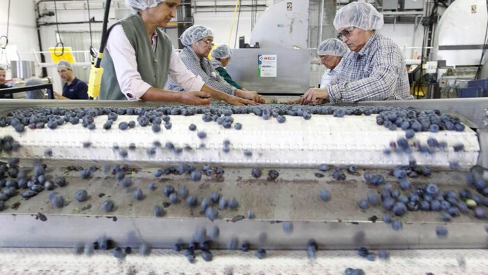 Des employées d'usine prennent des bleuets sur une bande transporteuse.