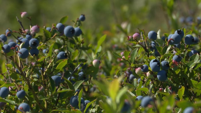 Des plants de bleuets. 