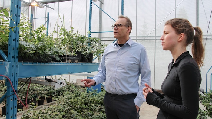 Des chercheurs de l'Université Simon Fraser examinent des plants de bleuets dans une serre.