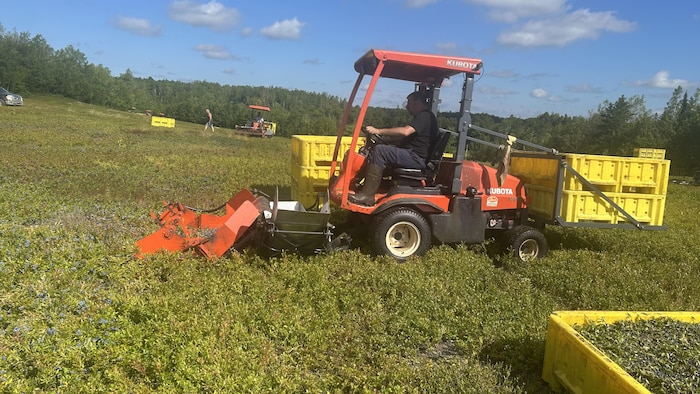Un homme conduit un petit tracteur muni à l'avant d'un appareil de récolte.