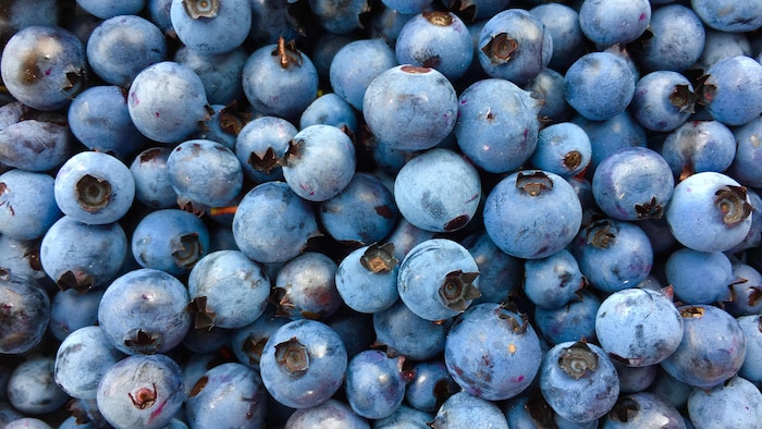Des bleuets.
