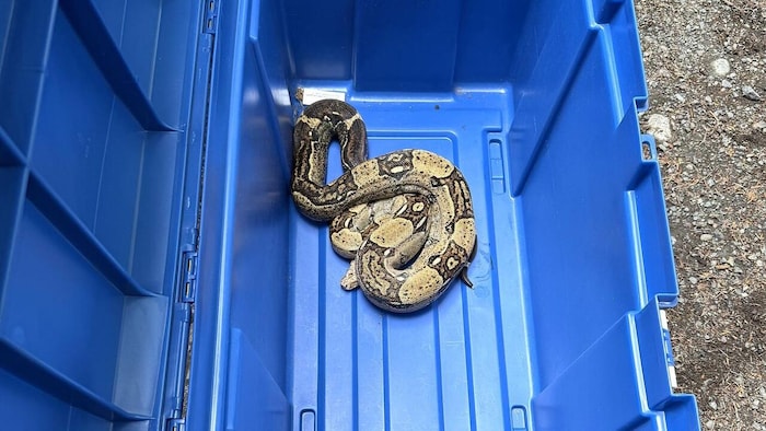 Un serpent dans une grande boîte.