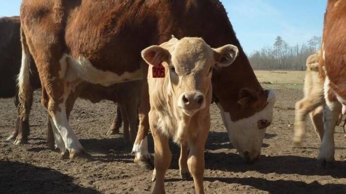 Une vache et des veaux dans une exploitation agricole du nord de l'Alberta.