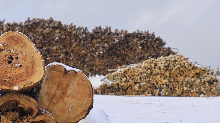 Des billots dans une cour à bois.