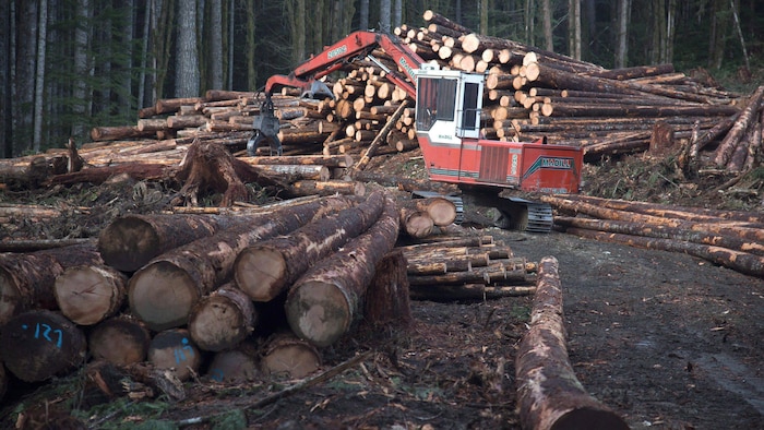 Un débardeur à pince déplace des arbres abattus sur un chantier.